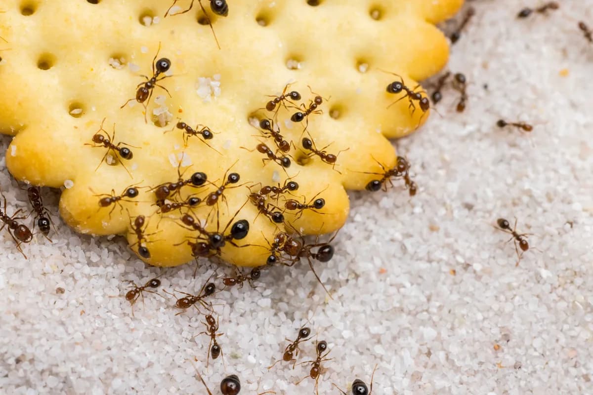 Ants