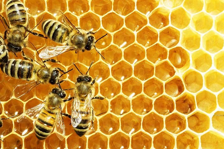 Bees
