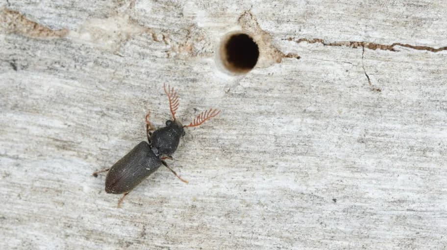 Borers