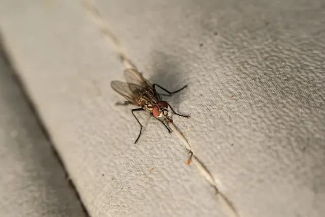 Flies