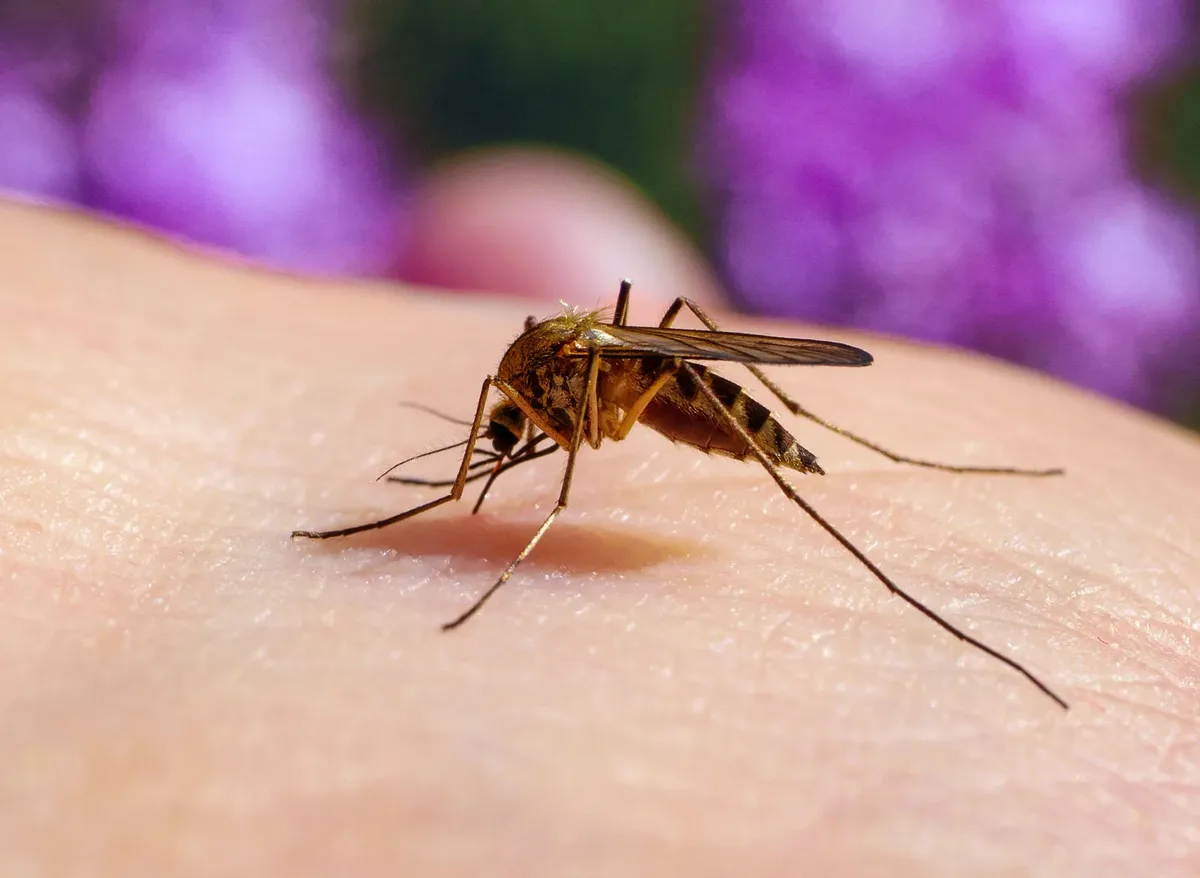 Mosquitoes