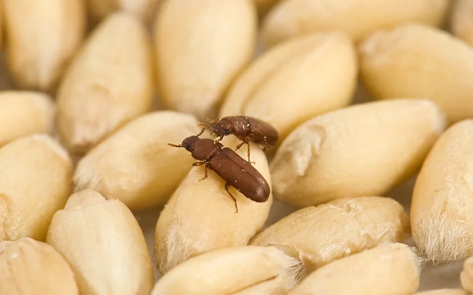 Stored Product Pests